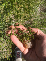 Lomatium klickitatense