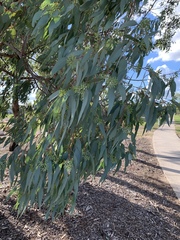 Eucalyptus sideroxylon