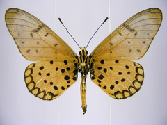 Acraea pseudegina