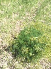 Lomatium klickitatense