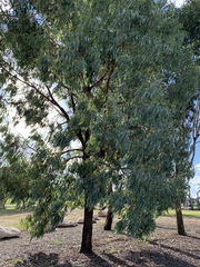Eucalyptus sideroxylon