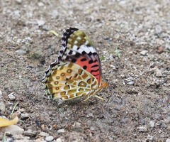 Argynnis hyperbius hyperbius