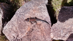 Sceloporus aureolus