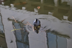 Fulica atra