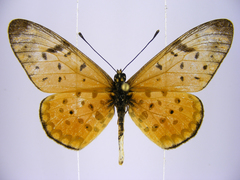 Acraea pseudegina