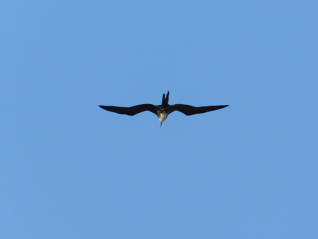 Magnificent Frigatebird