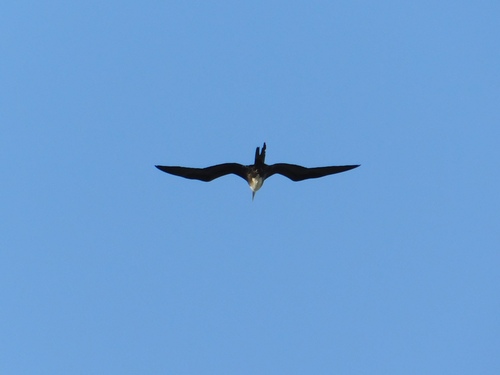 Magnificent Frigatebird