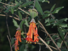 Lonicera pilosa