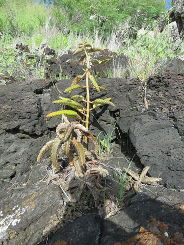 Foto de Mãe-de-milhares