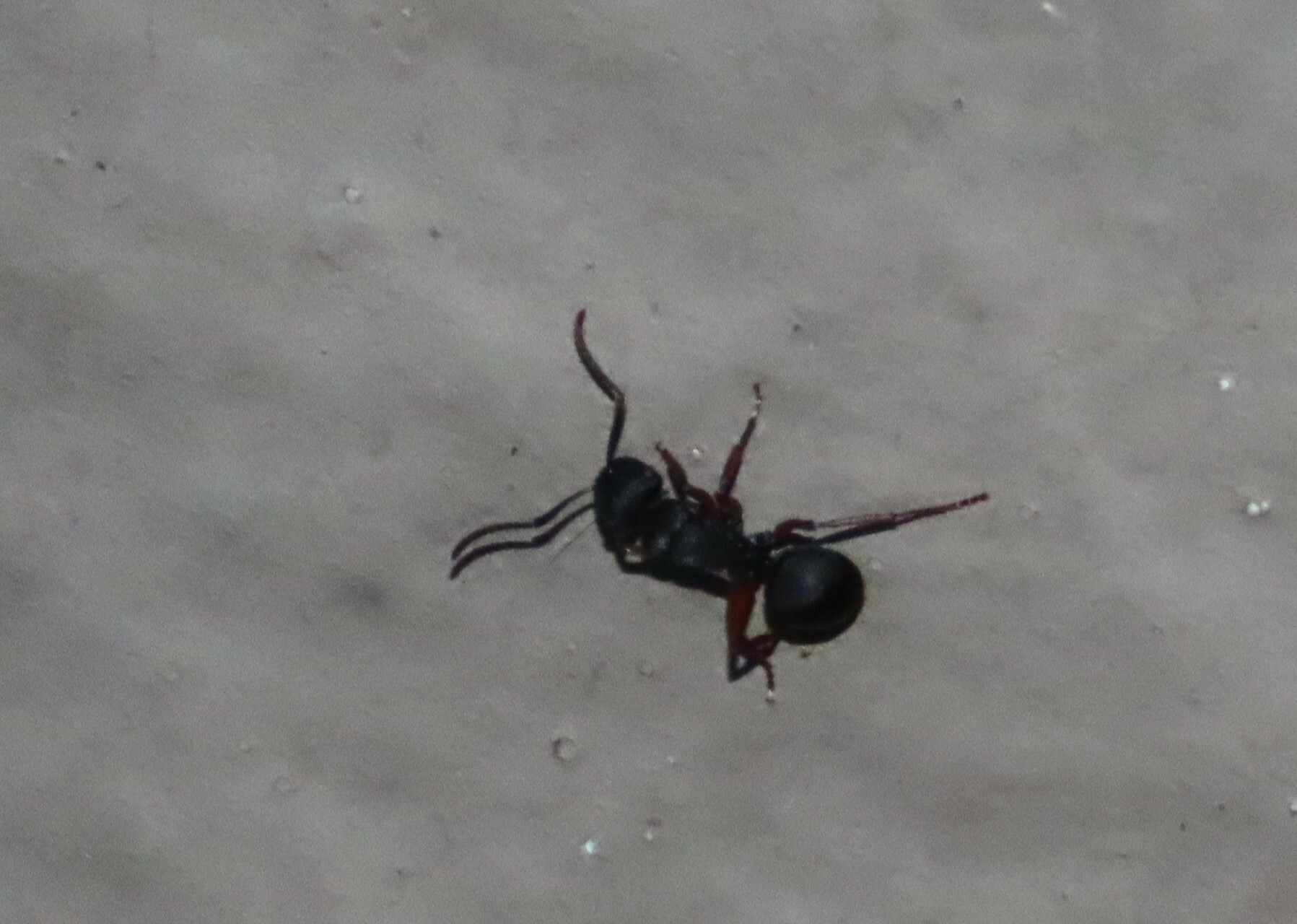 Campomyrma