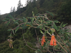 Lonicera pilosa