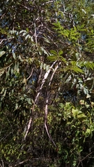 Fernandoa madagascariensis
