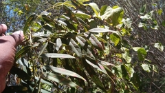 Fernandoa madagascariensis