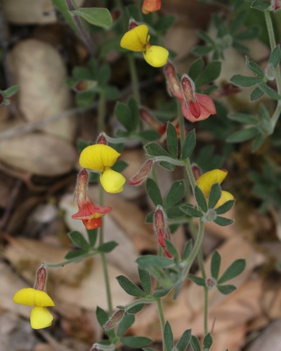 Acmispon neomexicanus (Greene) Brouillet