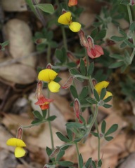 Acmispon neomexicanus