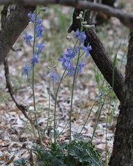 Delphinium scaposum