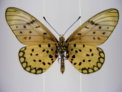 Acraea pseudegina