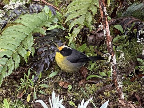 Pale-naped Brushfinch (Atlapetes pallidinucha), photo 7