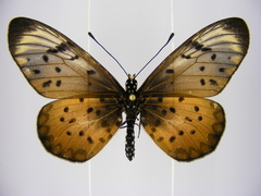 Acraea pseudegina