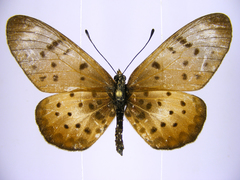 Acraea pseudegina