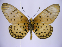 Acraea pseudegina