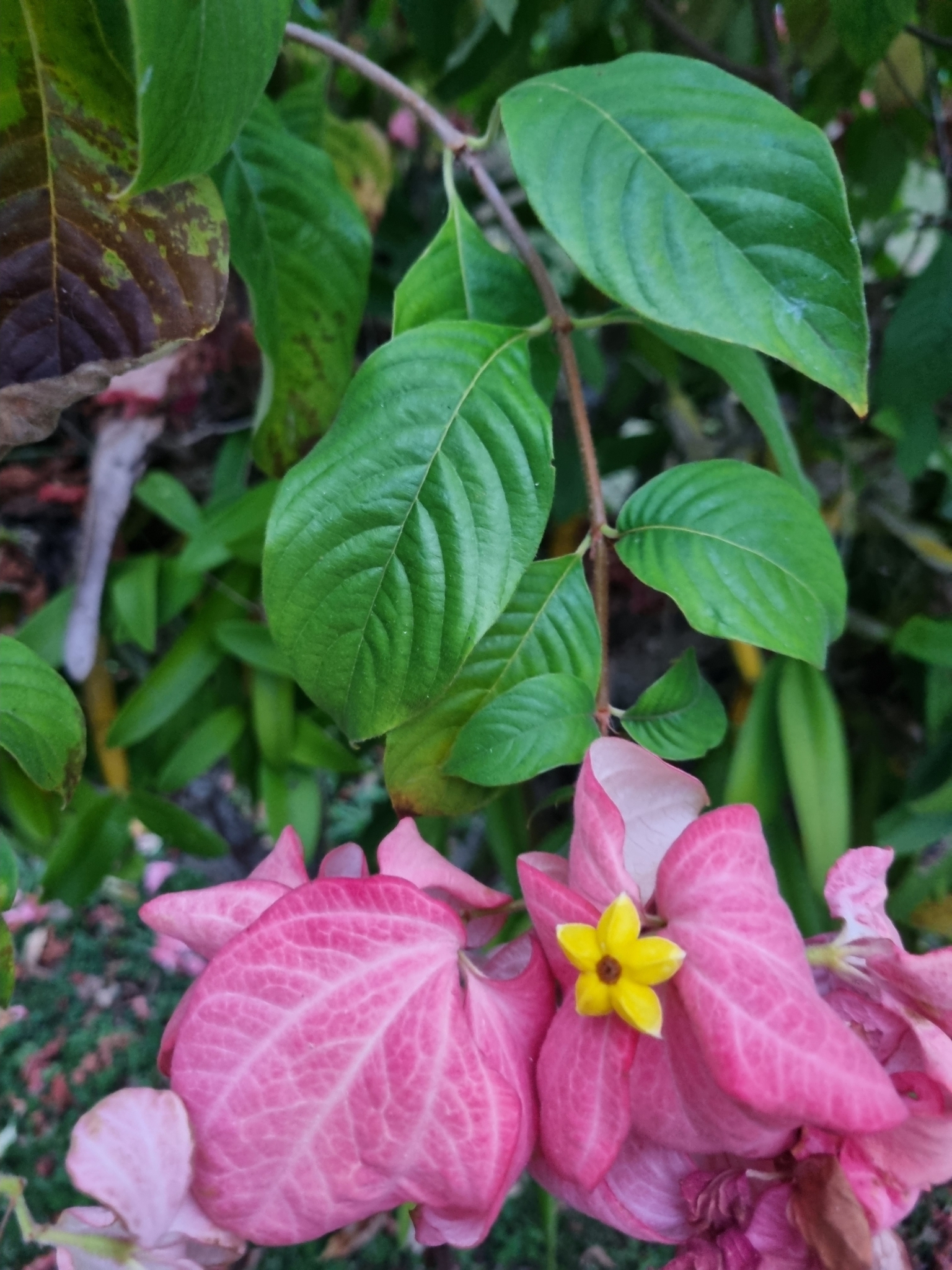 Imagem de Mussaenda