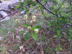 Ceanothus sanguineus