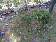 Ceanothus sanguineus