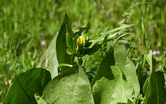 Wyethia glabra