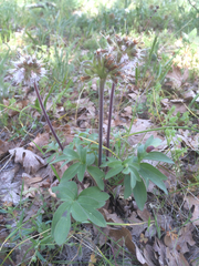 Hydrophyllum capitatum thompsonii