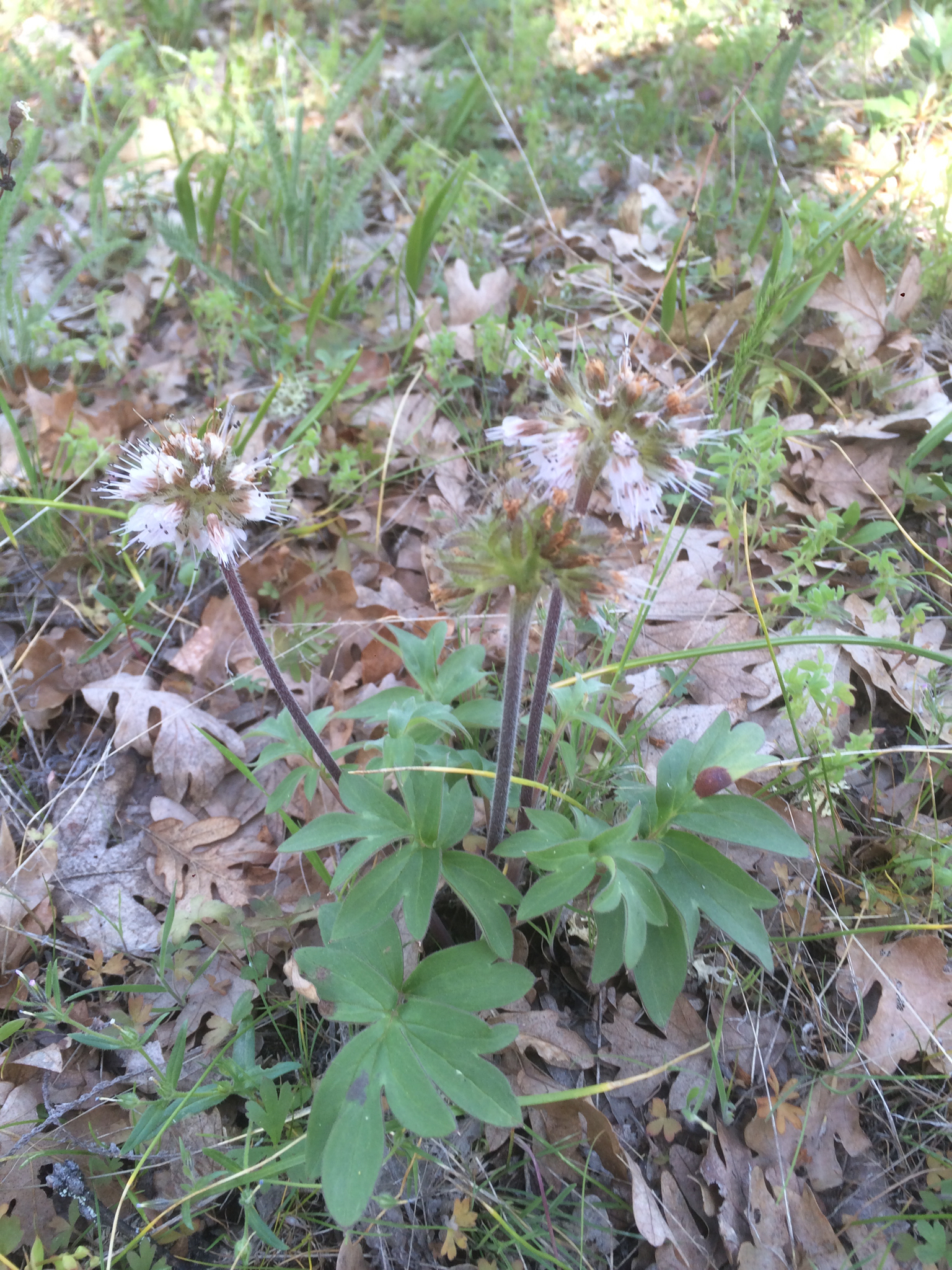 Hydrophyllum capitatum var. thompsonii
