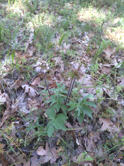 Hydrophyllum capitatum thompsonii