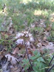 Hydrophyllum capitatum thompsonii