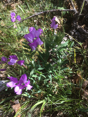 Lathyrus pauciflorus