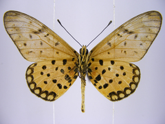 Acraea pseudegina