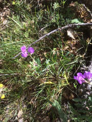 Lathyrus pauciflorus
