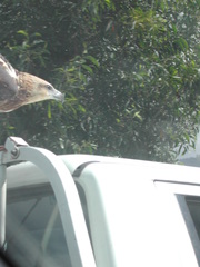 Haliaeetus leucogaster