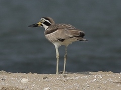 Esacus recurvirostris