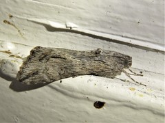 Melipotis jucunda