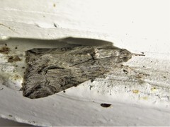Melipotis jucunda