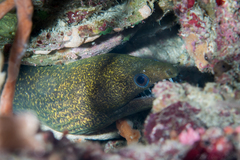 Dark-Spotted Moray photo 1