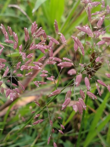 Eragrostis unioloides iNat (3)