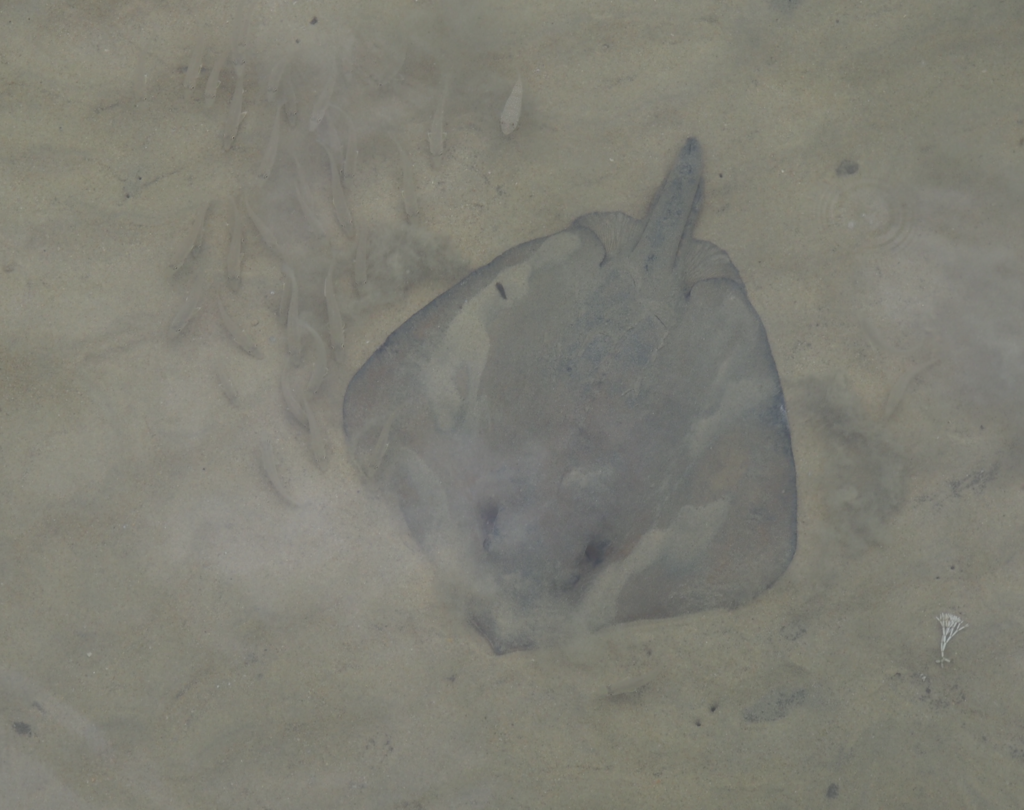 Estuary Stingray (Hemitrygon fluviorum)