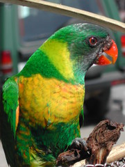 Trichoglossus capistratus