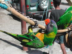 Trichoglossus capistratus
