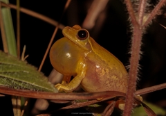 Godman's Treefrog photo 2