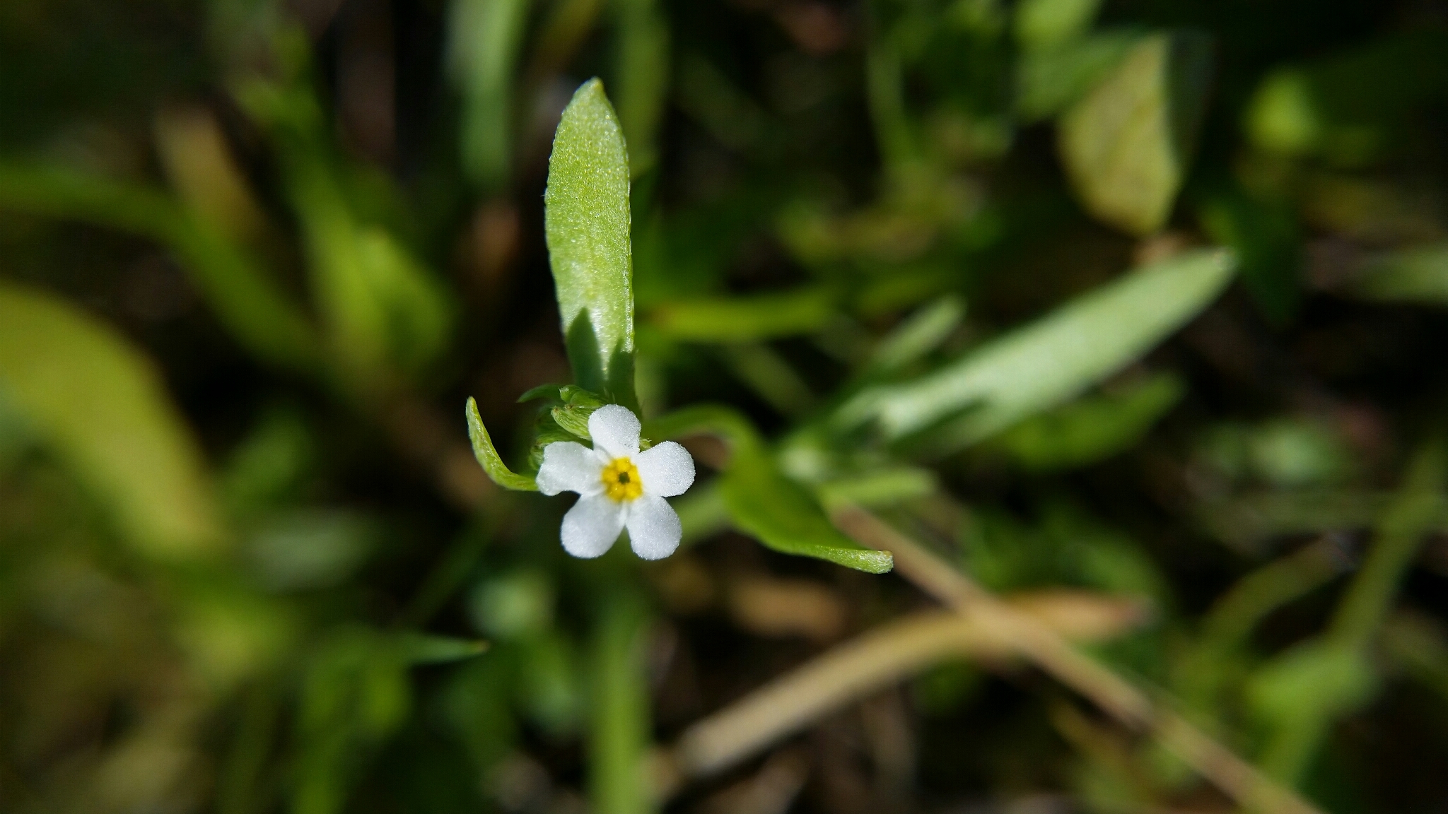Plagiobothrys reticulatus