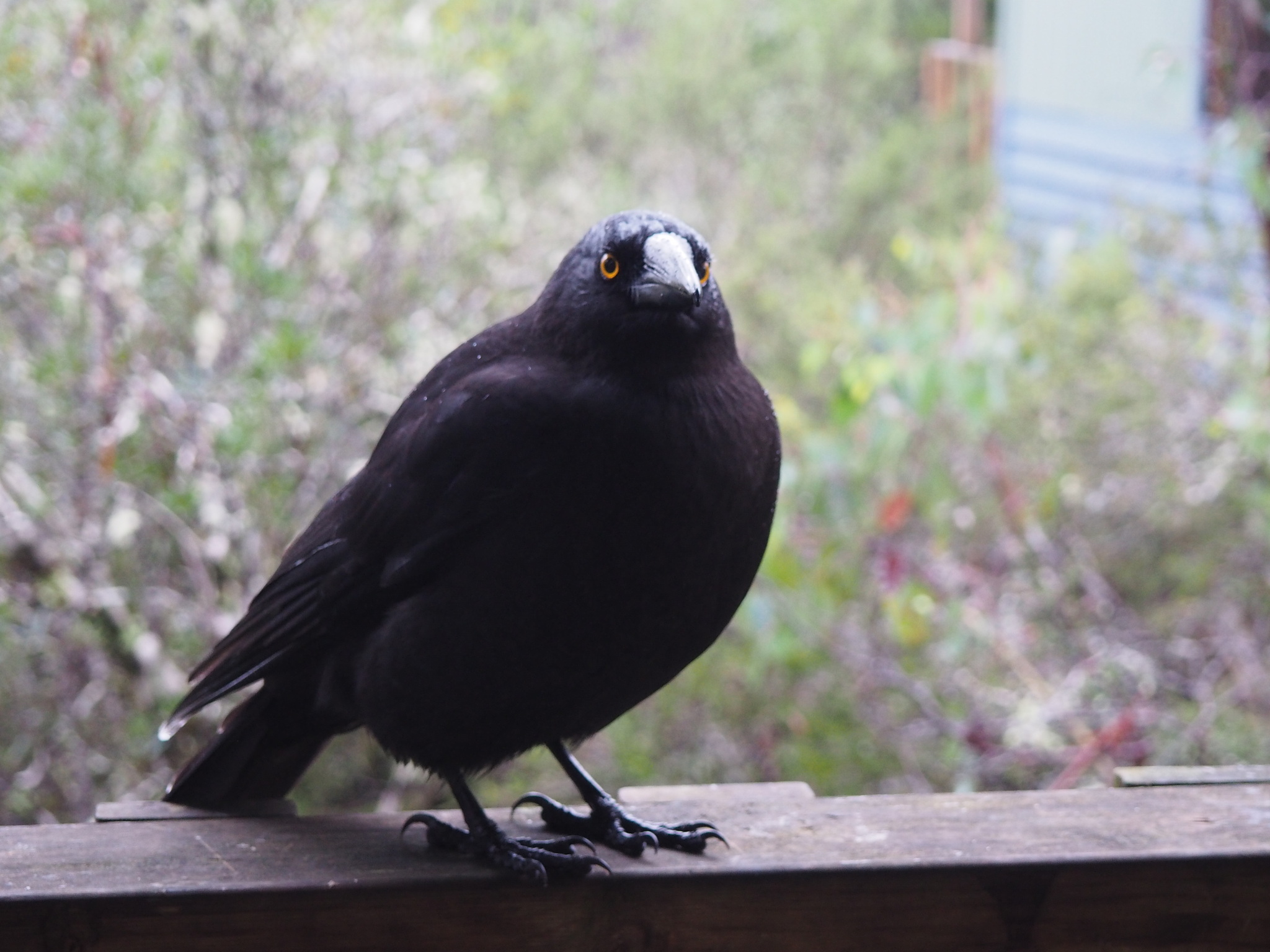 Black Currawong illustration