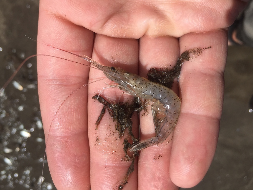 Argentine stiletto shrimp
