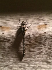 Gomphaeschna furcillata